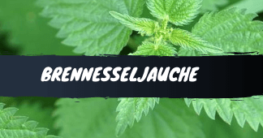 Brennesseljauche kaufen