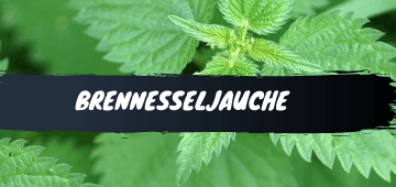 Brennesseljauche kaufen