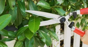 Manuelle Heckenschere